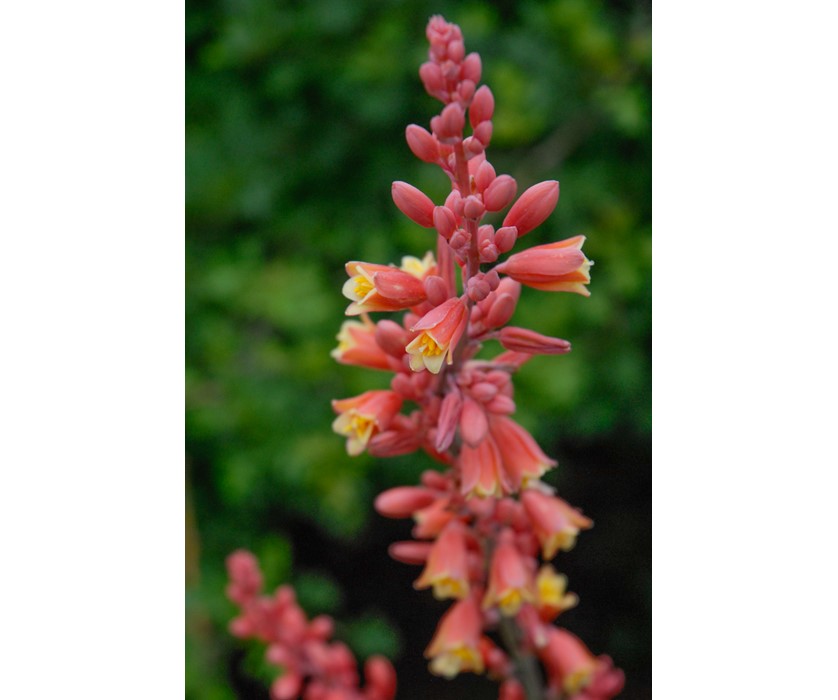 Red Hesperaloe